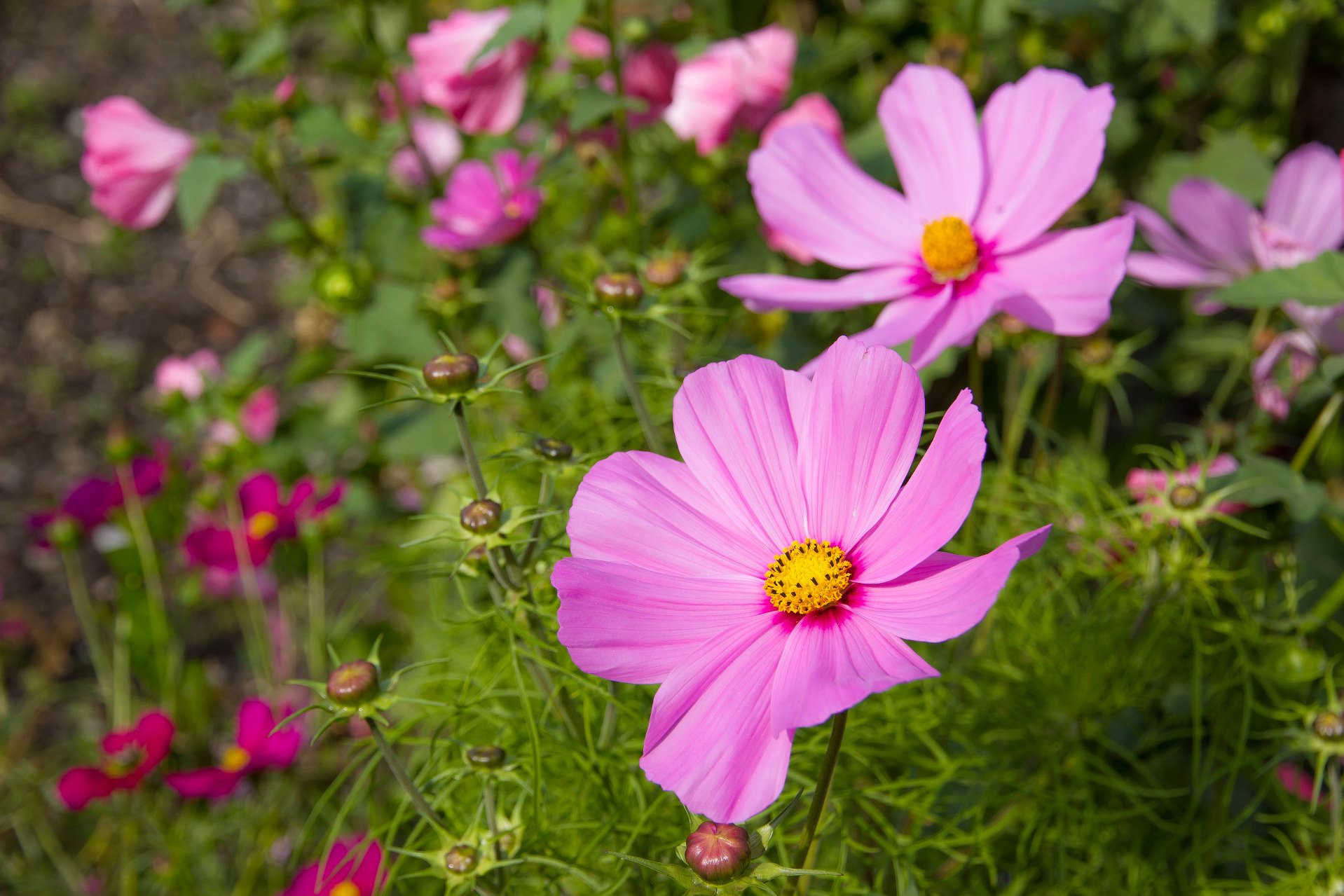 Cosmea